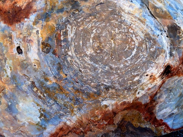 bois fossile