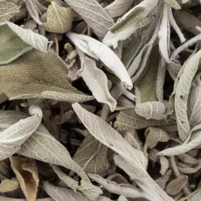 Sauge Blanche en Feuilles de Californie USA – Image 2